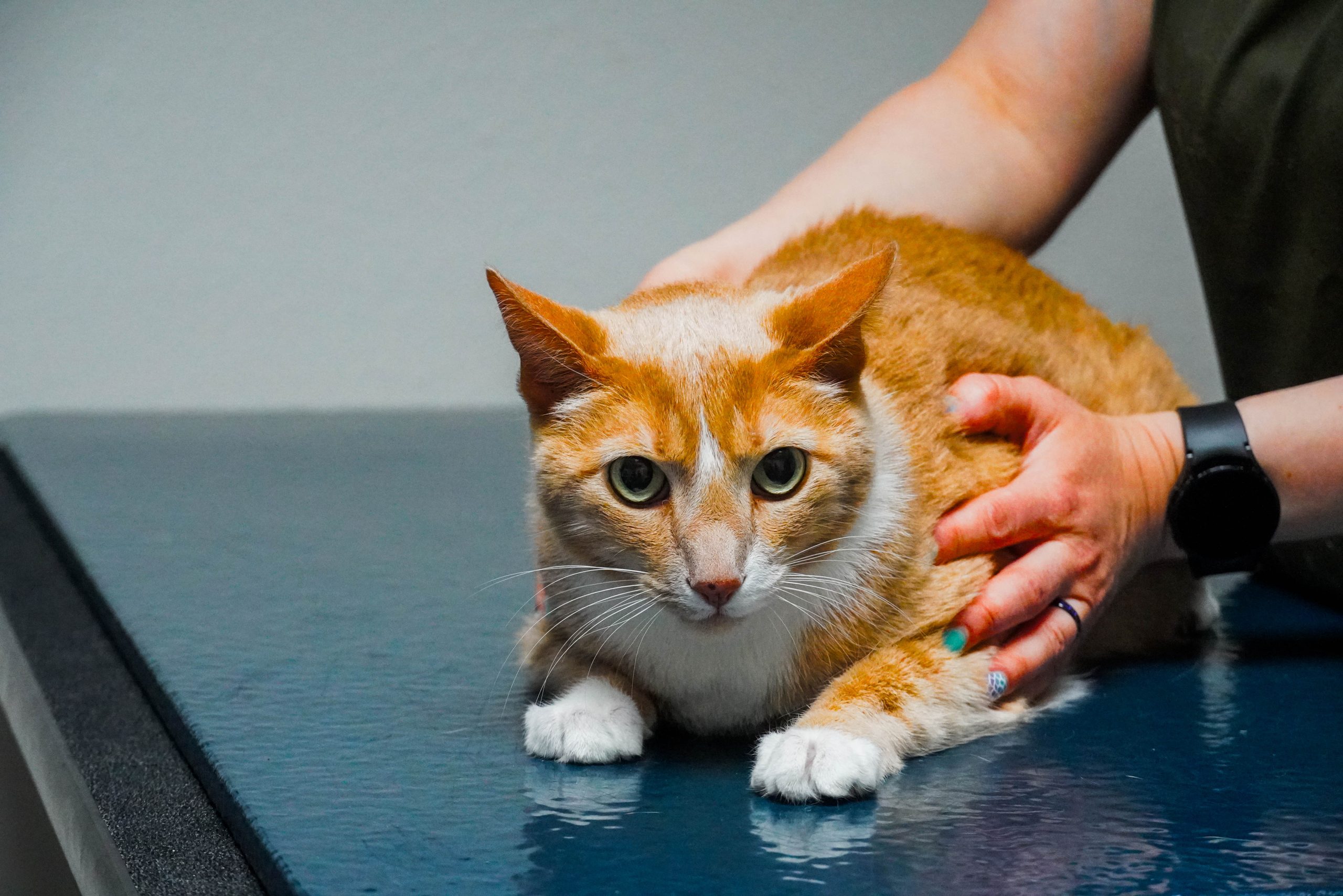 Your Pet’s Surgery Guide: Navigating the Journey Together