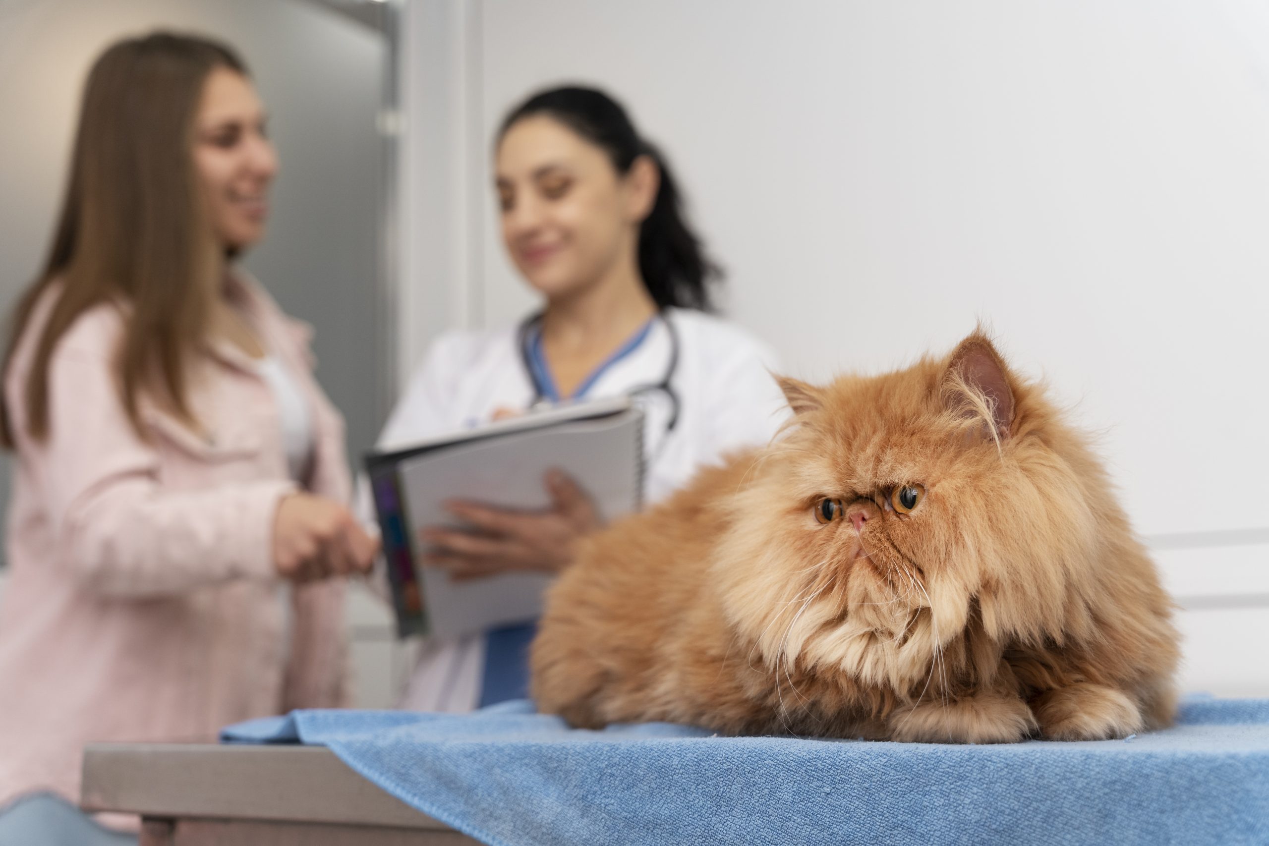 Feline Infectious Peritonitis (FIP): A Complex Conundrum